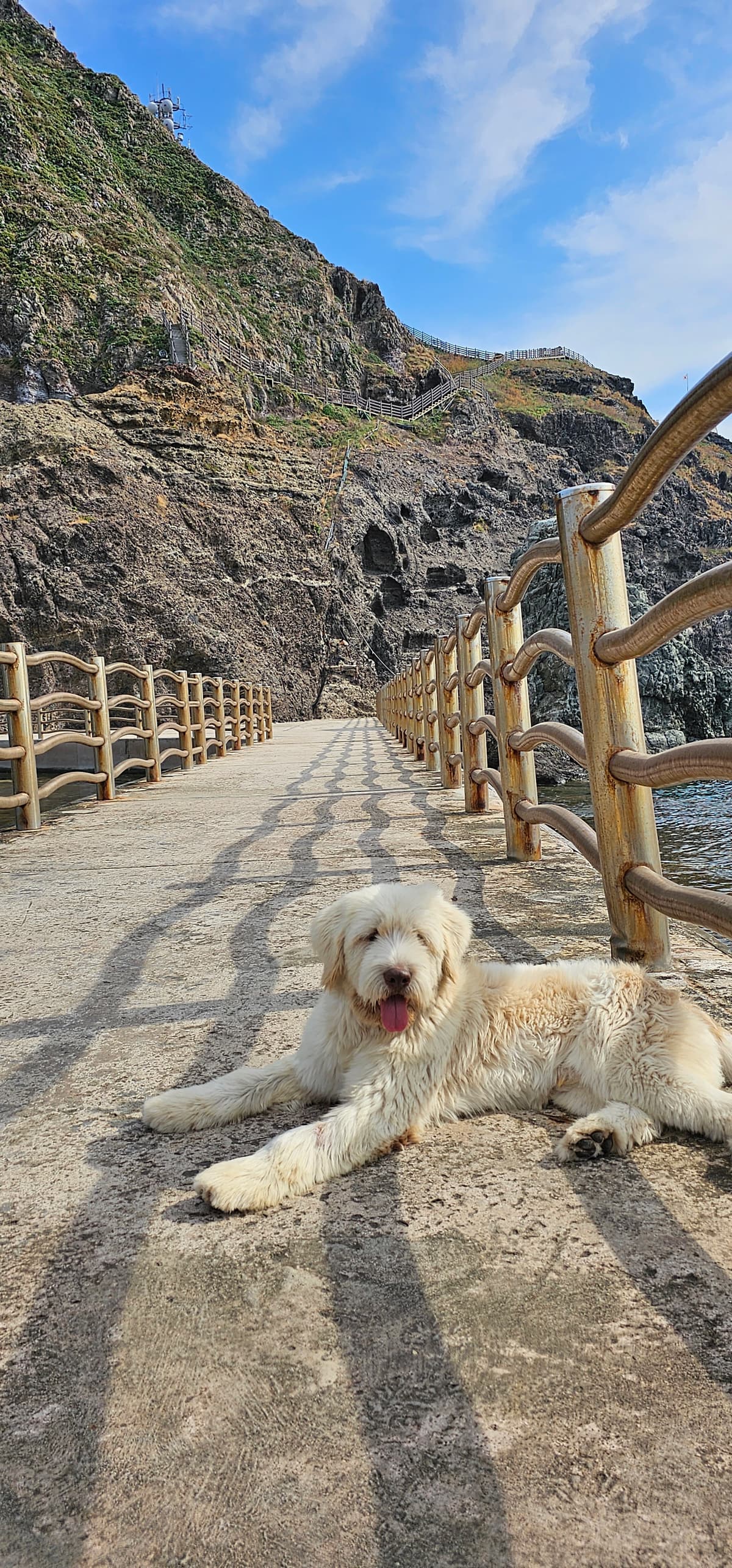 독도 삽살개 Dokdo, Sapsaree Dog
